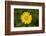 mountain arnica, Arnica Montana, blossom, close-up-David & Micha Sheldon-Framed Photographic Print