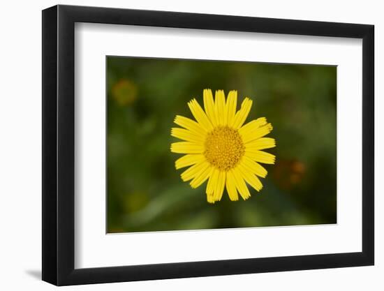 mountain arnica, Arnica Montana, blossom, close-up-David & Micha Sheldon-Framed Photographic Print