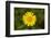 mountain arnica, Arnica Montana, blossom, close-up-David & Micha Sheldon-Framed Photographic Print