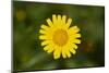 mountain arnica, Arnica Montana, blossom, close-up-David & Micha Sheldon-Mounted Photographic Print