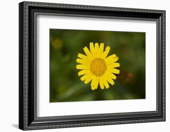 mountain arnica, Arnica Montana, blossom, close-up-David & Micha Sheldon-Framed Photographic Print