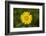 mountain arnica, Arnica Montana, blossom, close-up-David & Micha Sheldon-Framed Photographic Print