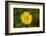 mountain arnica, Arnica Montana, blossom, close-up-David & Micha Sheldon-Framed Photographic Print