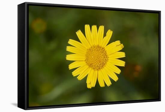 mountain arnica, Arnica Montana, blossom, close-up-David & Micha Sheldon-Framed Stretched Canvas