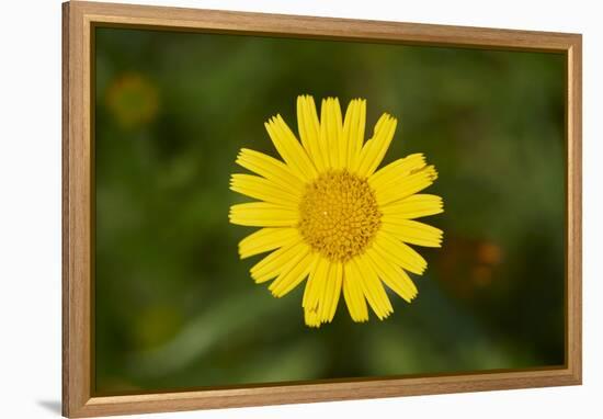 mountain arnica, Arnica Montana, blossom, close-up-David & Micha Sheldon-Framed Premier Image Canvas