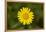 mountain arnica, Arnica Montana, blossom, close-up-David & Micha Sheldon-Framed Premier Image Canvas