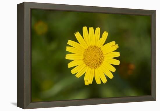 mountain arnica, Arnica Montana, blossom, close-up-David & Micha Sheldon-Framed Premier Image Canvas