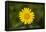 mountain arnica, Arnica Montana, blossom, close-up-David & Micha Sheldon-Framed Premier Image Canvas