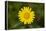 mountain arnica, Arnica Montana, blossom, close-up-David & Micha Sheldon-Framed Premier Image Canvas