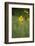 mountain arnica, Arnica Montana, blossom, close-up-David & Micha Sheldon-Framed Photographic Print