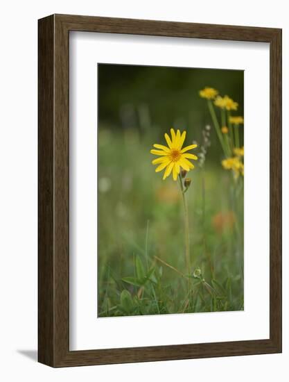 mountain arnica, Arnica Montana, blossom, close-up-David & Micha Sheldon-Framed Photographic Print