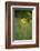 mountain arnica, Arnica Montana, blossom, close-up-David & Micha Sheldon-Framed Photographic Print