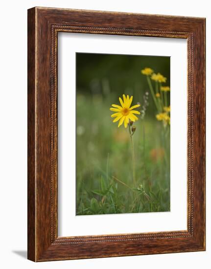 mountain arnica, Arnica Montana, blossom, close-up-David & Micha Sheldon-Framed Photographic Print