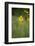 mountain arnica, Arnica Montana, blossom, close-up-David & Micha Sheldon-Framed Photographic Print