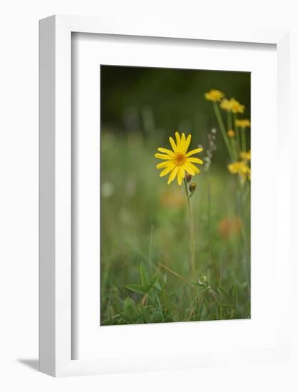 mountain arnica, Arnica Montana, blossom, close-up-David & Micha Sheldon-Framed Photographic Print