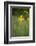 mountain arnica, Arnica Montana, blossom, close-up-David & Micha Sheldon-Framed Photographic Print