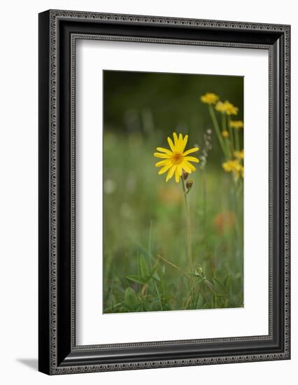 mountain arnica, Arnica Montana, blossom, close-up-David & Micha Sheldon-Framed Photographic Print