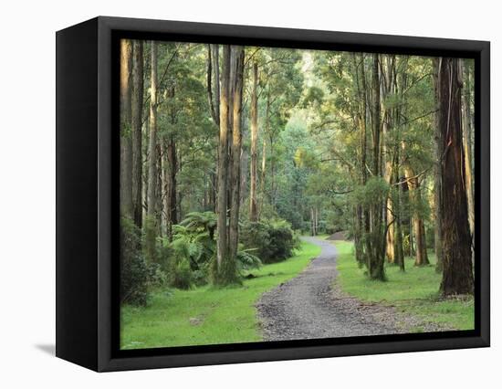 Mountain Ash Forest, Dandenong Ranges National Park, Dandenong Ranges, Victoria, Australia, Pacific-Jochen Schlenker-Framed Premier Image Canvas