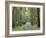 Mountain Ash Forest, Dandenong Ranges National Park, Dandenong Ranges, Victoria, Australia, Pacific-Jochen Schlenker-Framed Photographic Print