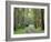 Mountain Ash Forest, Dandenong Ranges National Park, Dandenong Ranges, Victoria, Australia, Pacific-Jochen Schlenker-Framed Photographic Print