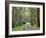 Mountain Ash Forest, Dandenong Ranges National Park, Dandenong Ranges, Victoria, Australia, Pacific-Jochen Schlenker-Framed Photographic Print