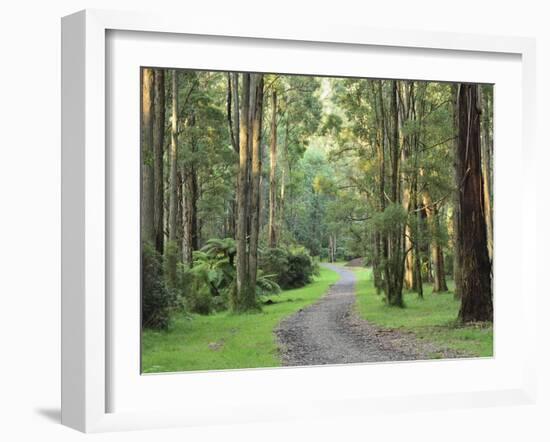 Mountain Ash Forest, Dandenong Ranges National Park, Dandenong Ranges, Victoria, Australia, Pacific-Jochen Schlenker-Framed Photographic Print