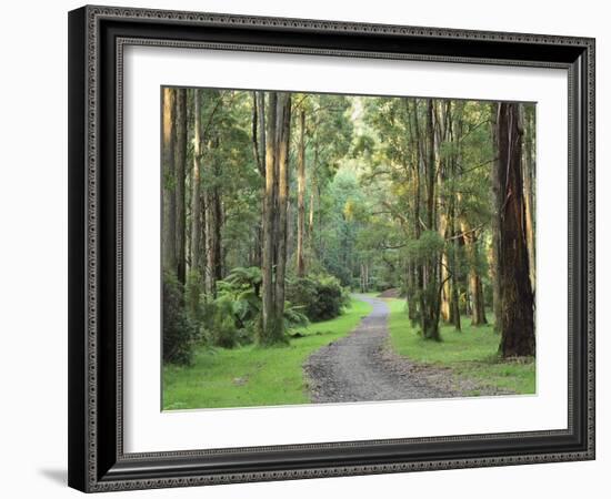 Mountain Ash Forest, Dandenong Ranges National Park, Dandenong Ranges, Victoria, Australia, Pacific-Jochen Schlenker-Framed Photographic Print