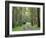 Mountain Ash Forest, Dandenong Ranges National Park, Dandenong Ranges, Victoria, Australia, Pacific-Jochen Schlenker-Framed Photographic Print