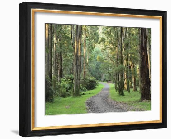 Mountain Ash Forest, Dandenong Ranges National Park, Dandenong Ranges, Victoria, Australia, Pacific-Jochen Schlenker-Framed Photographic Print