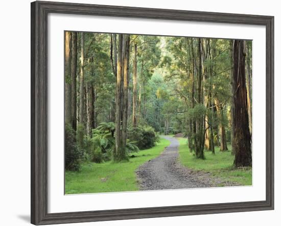 Mountain Ash Forest, Dandenong Ranges National Park, Dandenong Ranges, Victoria, Australia, Pacific-Jochen Schlenker-Framed Photographic Print