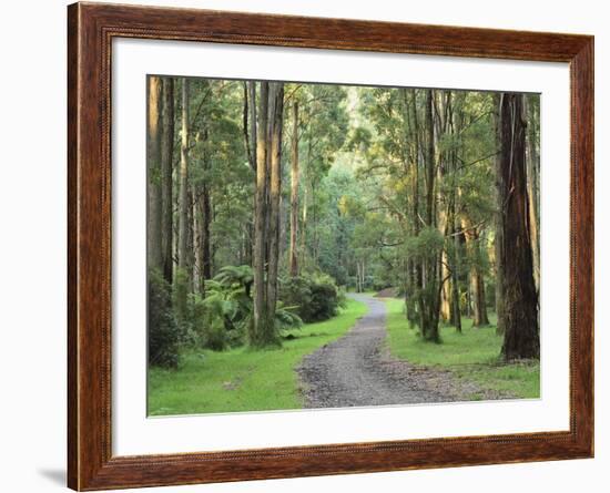 Mountain Ash Forest, Dandenong Ranges National Park, Dandenong Ranges, Victoria, Australia, Pacific-Jochen Schlenker-Framed Photographic Print