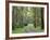 Mountain Ash Forest, Dandenong Ranges National Park, Dandenong Ranges, Victoria, Australia, Pacific-Jochen Schlenker-Framed Photographic Print