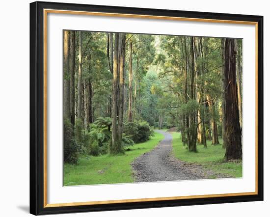 Mountain Ash Forest, Dandenong Ranges National Park, Dandenong Ranges, Victoria, Australia, Pacific-Jochen Schlenker-Framed Photographic Print