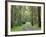 Mountain Ash Forest, Dandenong Ranges National Park, Dandenong Ranges, Victoria, Australia, Pacific-Jochen Schlenker-Framed Photographic Print