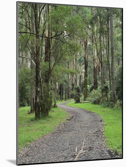 Mountain Ash Forest, Dandenong Ranges National Park, Dandenong Ranges, Victoria, Australia, Pacific-Jochen Schlenker-Mounted Photographic Print
