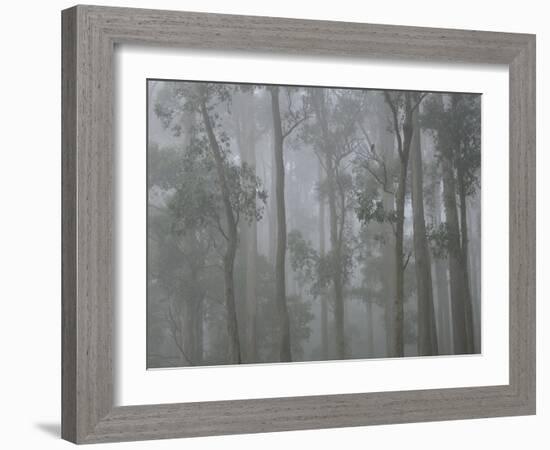 Mountain Ash Forest in Fog, Dandenong Ranges National Park, Dandenong Ranges, Victoria, Australia-Jochen Schlenker-Framed Photographic Print