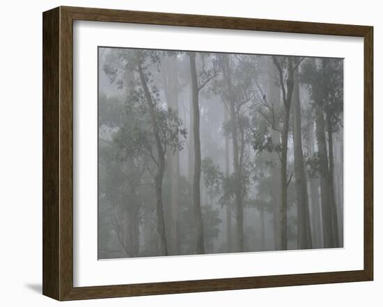 Mountain Ash Forest in Fog, Dandenong Ranges National Park, Dandenong Ranges, Victoria, Australia-Jochen Schlenker-Framed Photographic Print