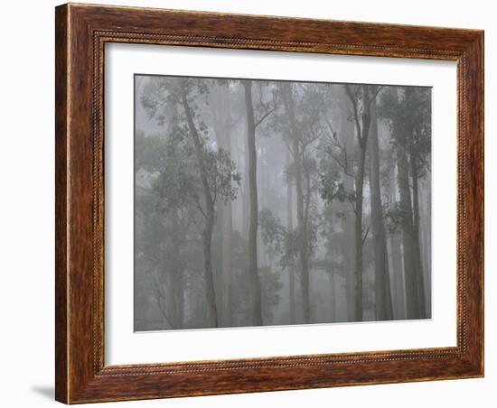 Mountain Ash Forest in Fog, Dandenong Ranges National Park, Dandenong Ranges, Victoria, Australia-Jochen Schlenker-Framed Photographic Print