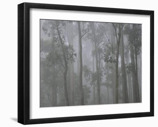 Mountain Ash Forest in Fog, Dandenong Ranges National Park, Dandenong Ranges, Victoria, Australia-Jochen Schlenker-Framed Photographic Print