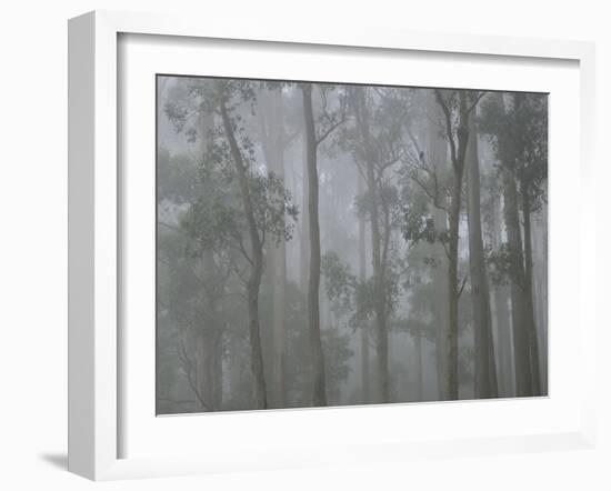 Mountain Ash Forest in Fog, Dandenong Ranges National Park, Dandenong Ranges, Victoria, Australia-Jochen Schlenker-Framed Photographic Print