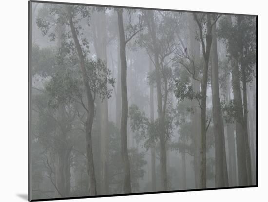 Mountain Ash Forest in Fog, Dandenong Ranges National Park, Dandenong Ranges, Victoria, Australia-Jochen Schlenker-Mounted Photographic Print