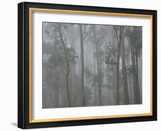 Mountain Ash Forest in Fog, Dandenong Ranges National Park, Dandenong Ranges, Victoria, Australia-Jochen Schlenker-Framed Photographic Print