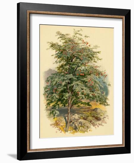 Mountain Ash or Rowan Tree-null-Framed Art Print