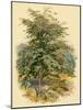 Mountain Ash or Rowan Tree-null-Mounted Art Print