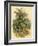 Mountain Ash or Rowan Tree-null-Framed Art Print