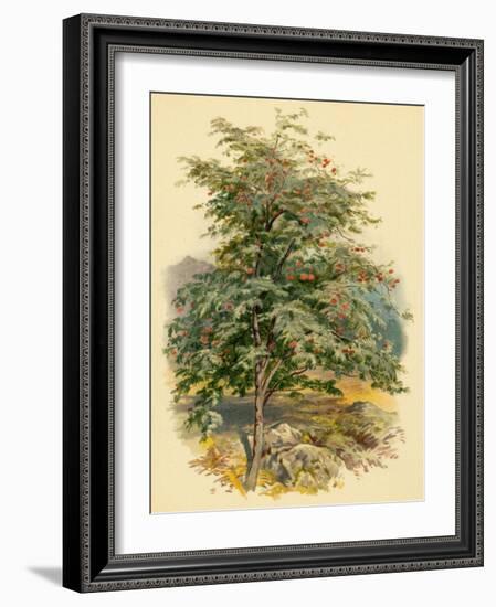 Mountain Ash or Rowan Tree-null-Framed Art Print