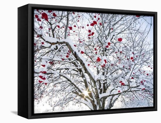 Mountain Ash Tree and Berries in Freshly Fallen Snow in Whitefish, Montana, USA-Chuck Haney-Framed Premier Image Canvas