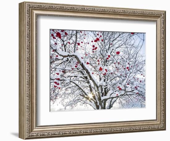 Mountain Ash Tree and Berries in Freshly Fallen Snow in Whitefish, Montana, USA-Chuck Haney-Framed Photographic Print