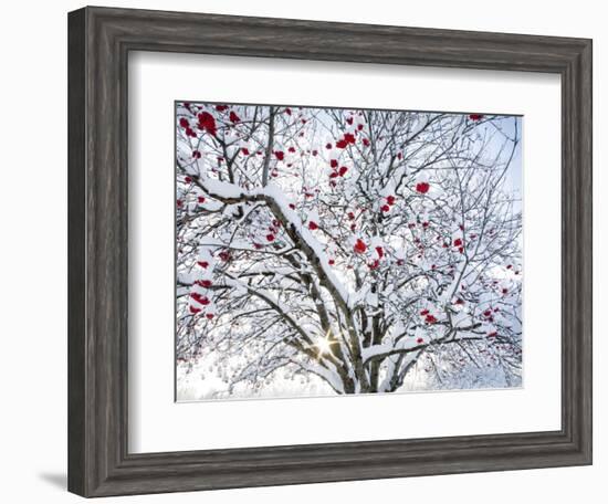 Mountain Ash Tree and Berries in Freshly Fallen Snow in Whitefish, Montana, USA-Chuck Haney-Framed Photographic Print