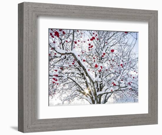 Mountain Ash Tree and Berries in Freshly Fallen Snow in Whitefish, Montana, USA-Chuck Haney-Framed Photographic Print